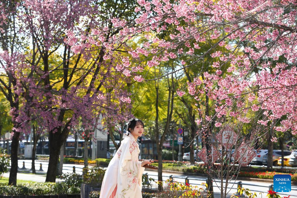 In pics: winter cherry blossoms in Kunming, SW China's Yunnan-4