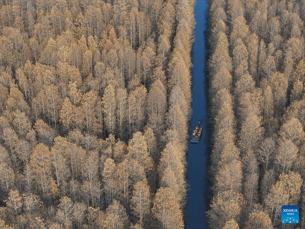 Scenery of Jinhu water forest scenic spot in Jiangsu-1