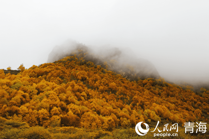 In pics: picturesque autumn scenery at Qunjia National Forest Park in NW China's Qinghai-1