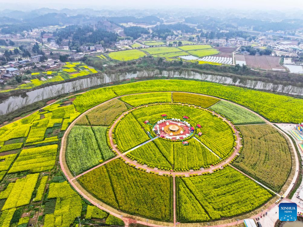 View of oilseed rape fields in Chongqing, SW China-3