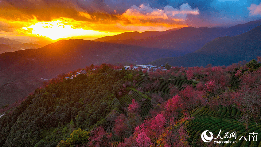 Cherry blossoms adorn winter in SW China's Yunnan-4