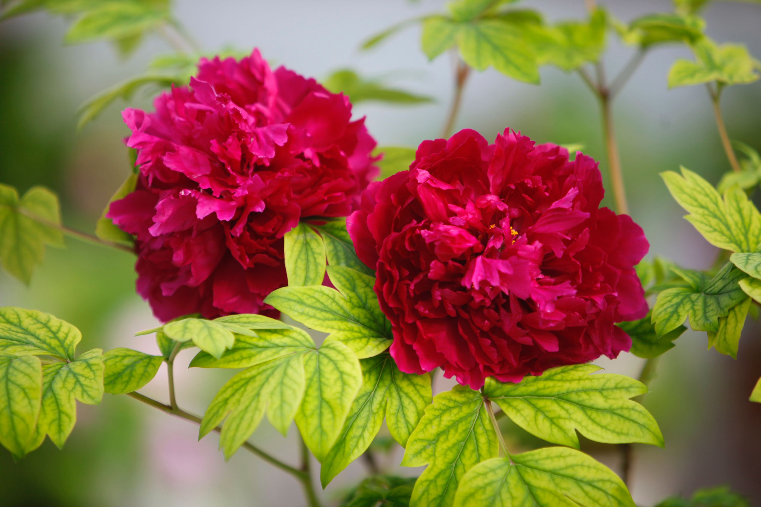 In pics: Peony flowers bloom in Luoyang, C China's Henan-9