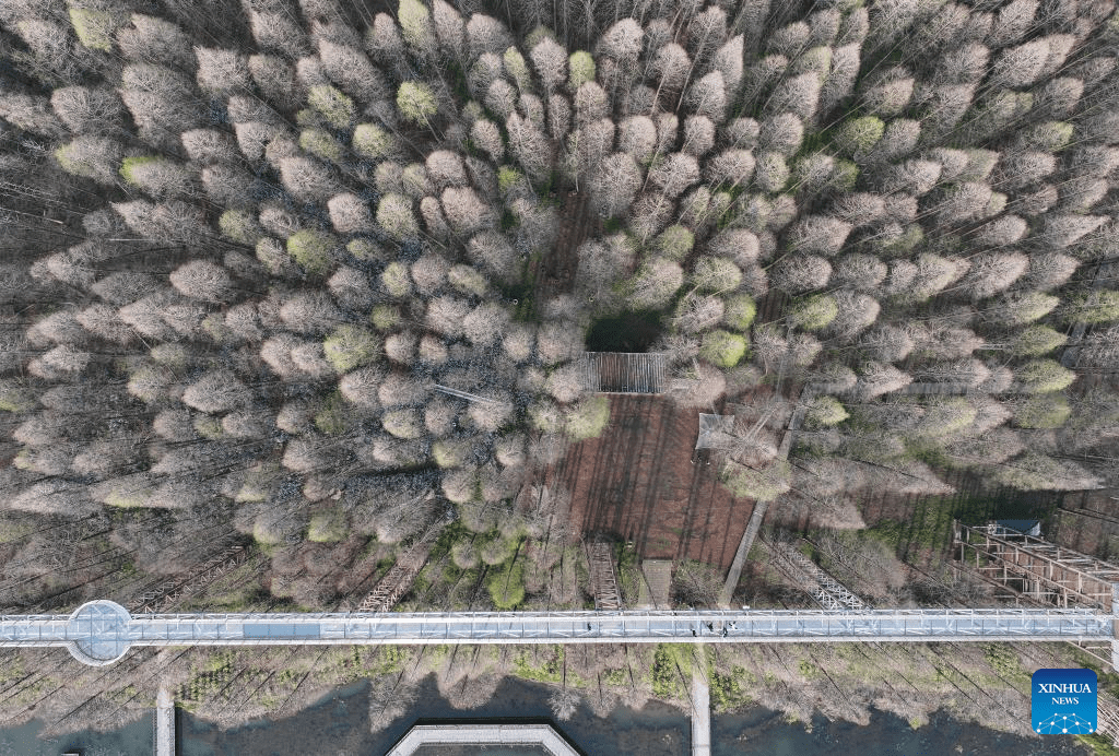 Scenery of Jinhu water forest scenic spot in Jiangsu-3