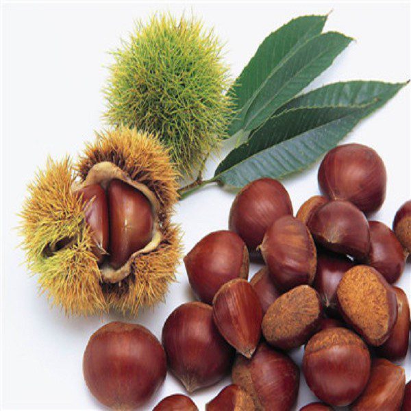 Wenxian Hairy Chestnuts-1