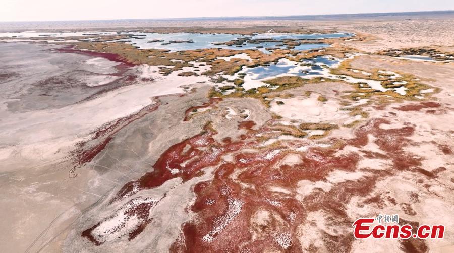 Seepweed turns wetland rosy red in autumn-3