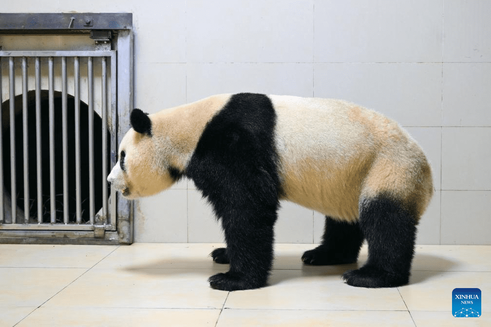 Giant panda Fu Bao transported to base in Wolong National Nature Reserve for quarantine-2