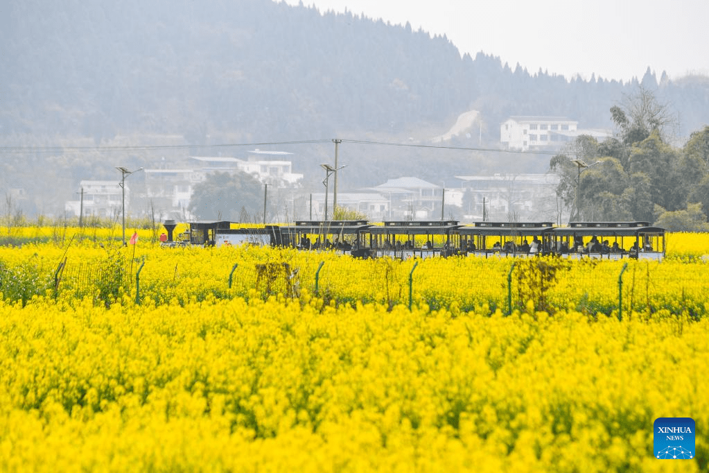 View of oilseed rape fields in Chongqing, SW China-7