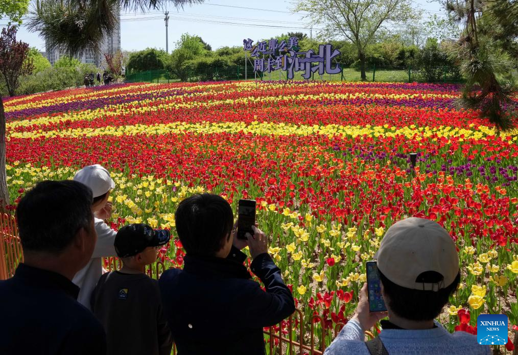 Feast your eyes on tulips in north China-3