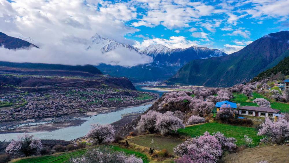 Peach blossoms attract tourists in SW China's Xizang-4