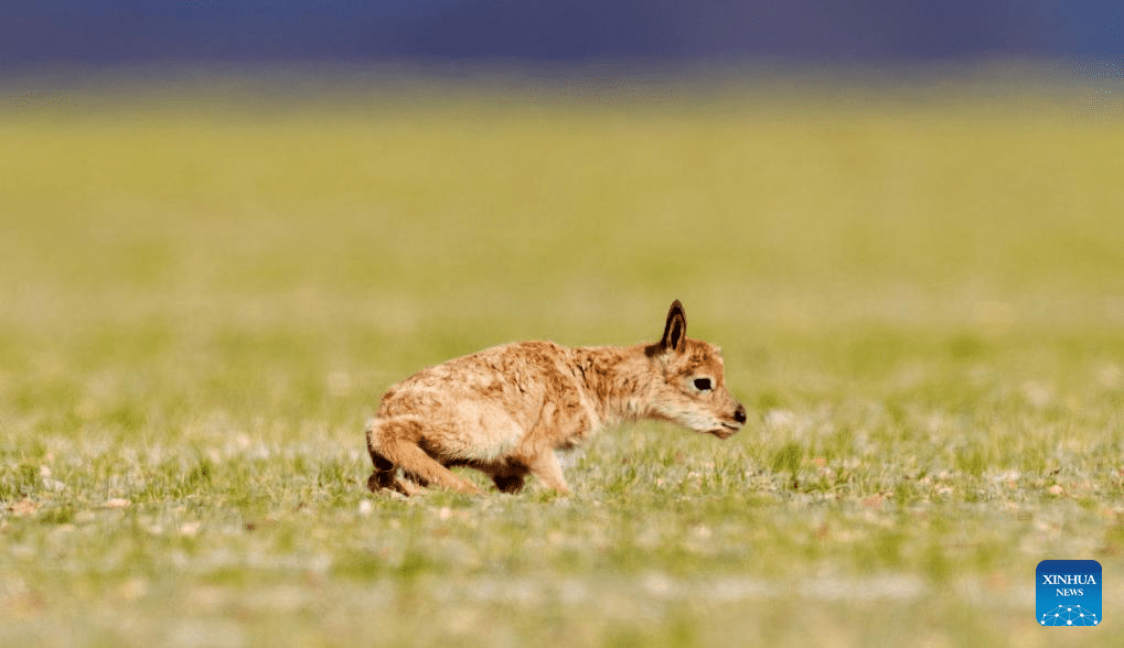 Tibetan antelopes embark on birth-giving season in SW China-26