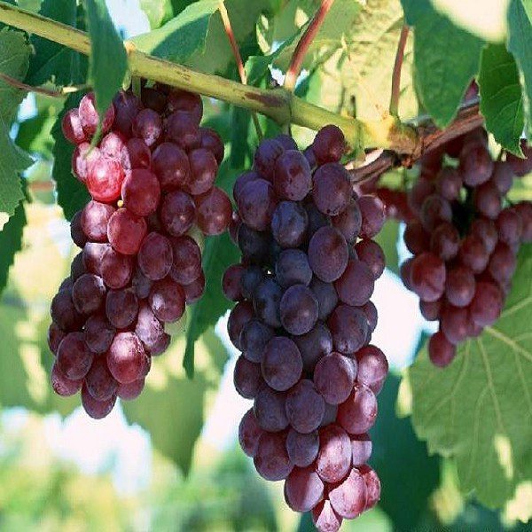 Changgou Grapes-1