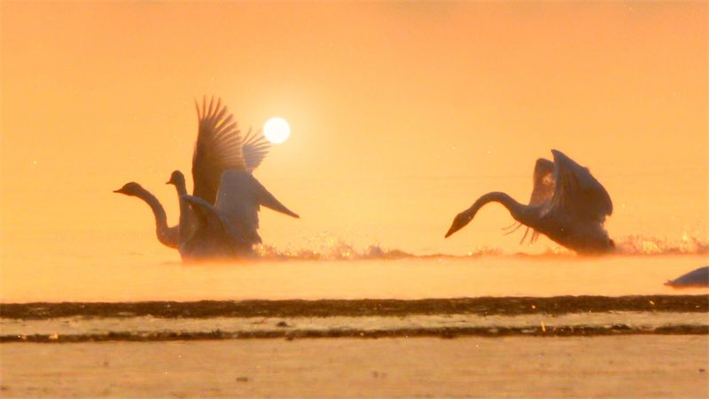 Reservoir area showcases 'Swan Lake' scene in NW China's Qinghai-1