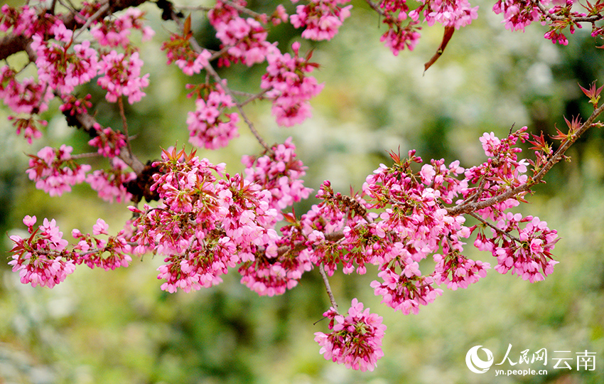 Cherry blossoms adorn winter in SW China's Yunnan-6