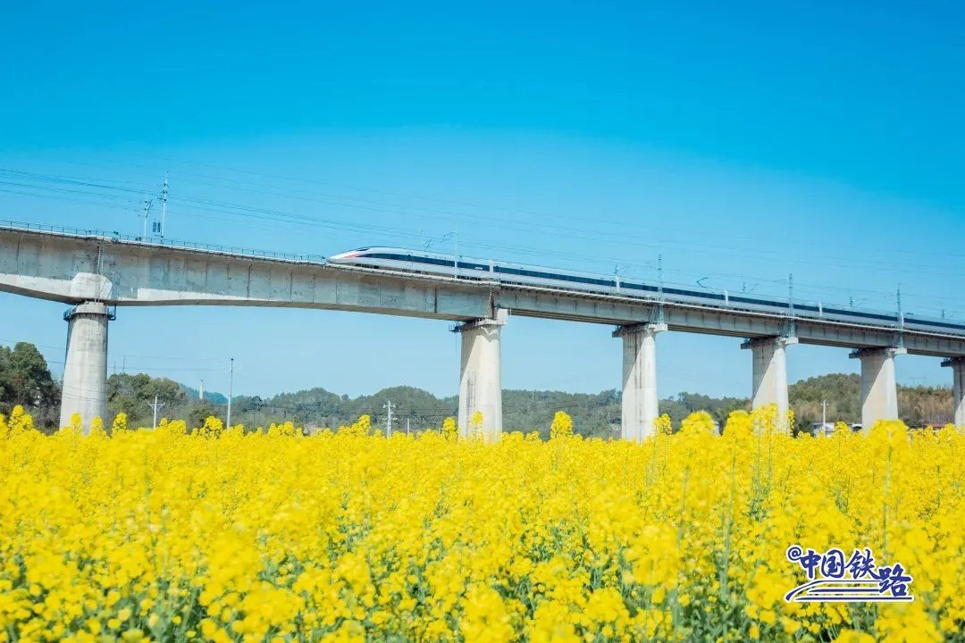 Train passengers left in awe of breathtaking golden rapeseed flower fields-6