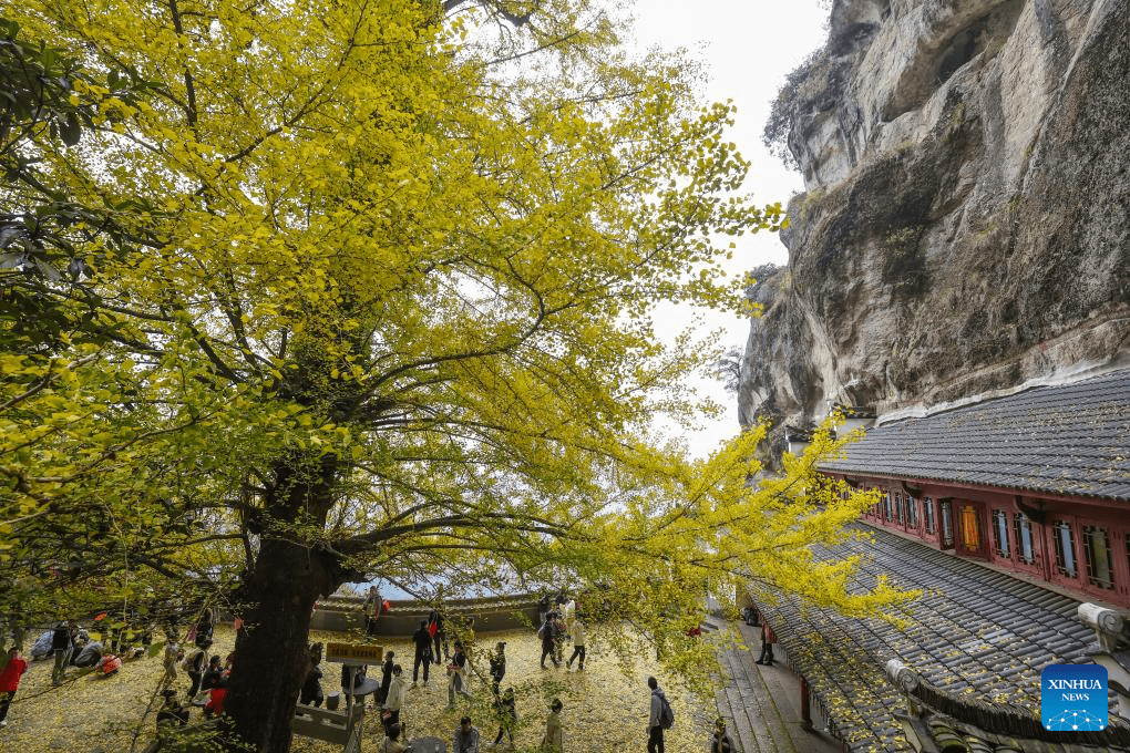 Old ginkgo tree attracts visitors in E China's Zhejiang-1