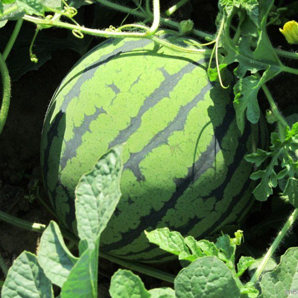 Xiaoliangshan Watermelon-1