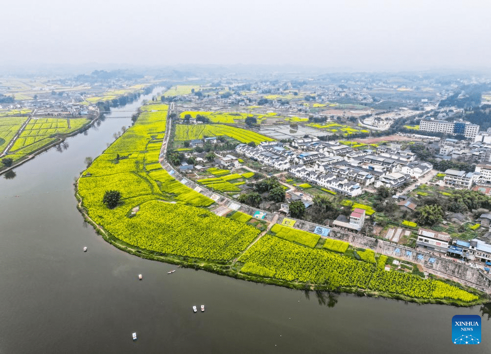 View of oilseed rape fields in Chongqing, SW China-4