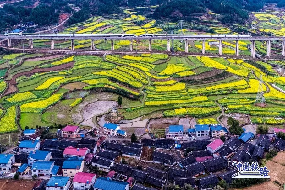 Train passengers left in awe of breathtaking golden rapeseed flower fields-3