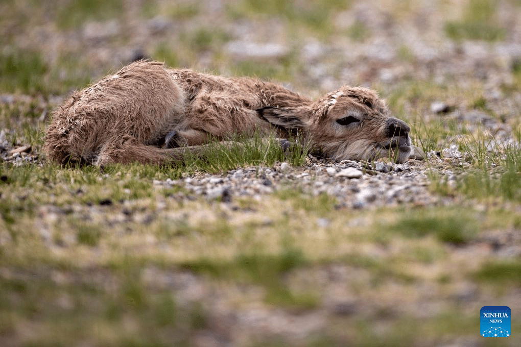 Tibetan antelopes embark on birth-giving season in SW China-13