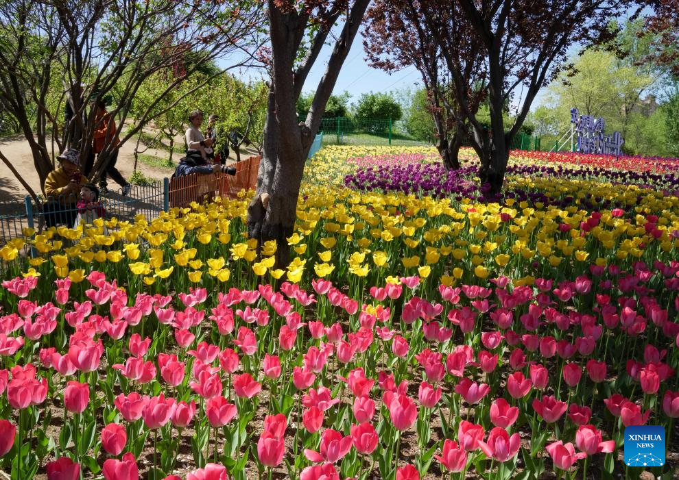 Feast your eyes on tulips in north China-2