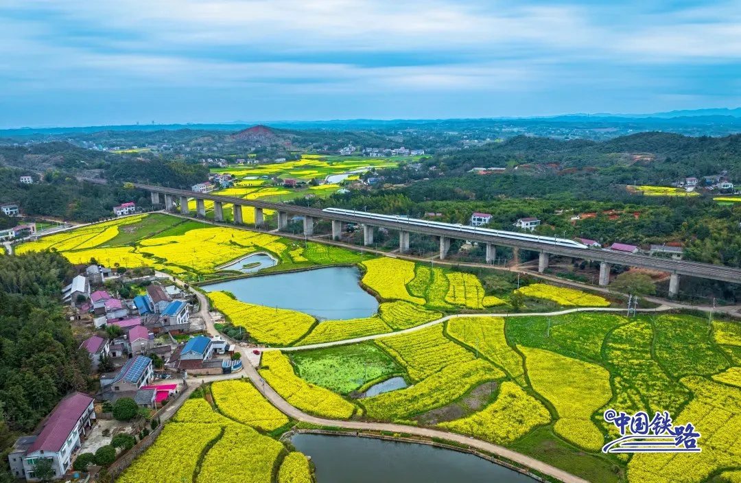 Train passengers left in awe of breathtaking golden rapeseed flower fields-5