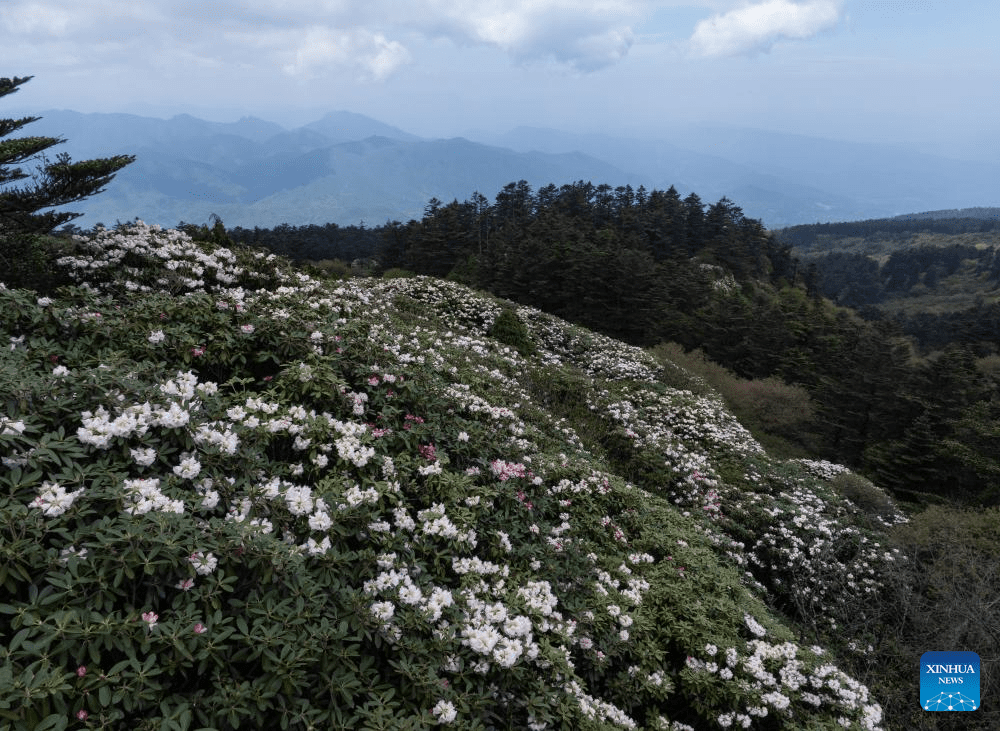 Scenery of azalea blossoms on summit of Mount Emei, SW China-8