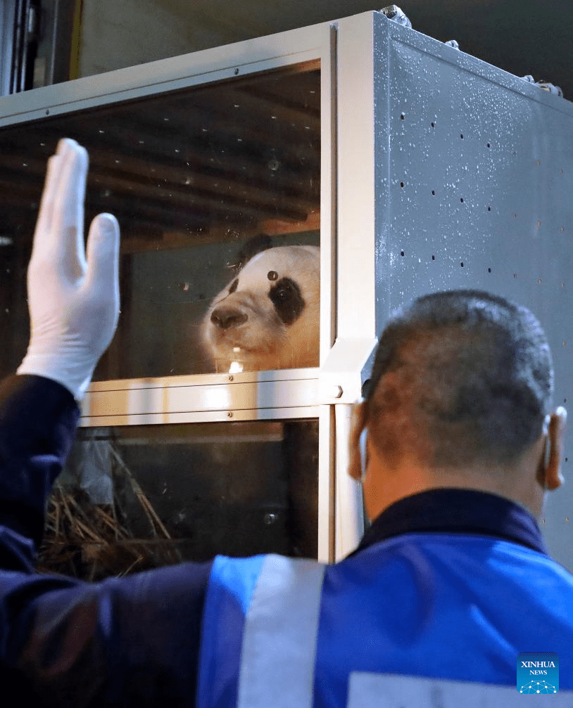 ROK-born giant panda Fu Bao returns to China-7