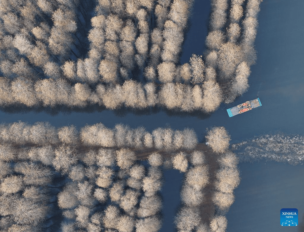 Scenery of Jinhu water forest scenic spot in Jiangsu-7