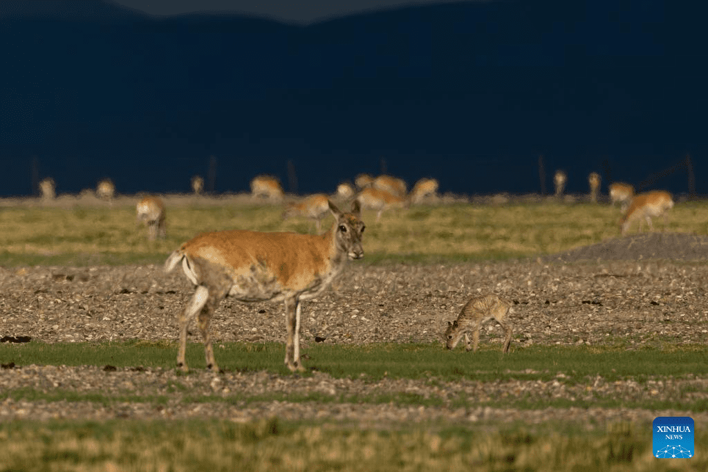 Tibetan antelopes embark on birth-giving season in SW China-25