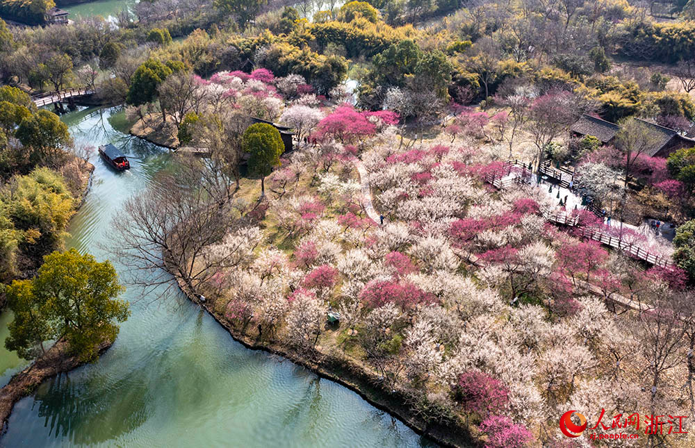 Plum blossoms herald spring's arrival in E China's Hangzhou-2