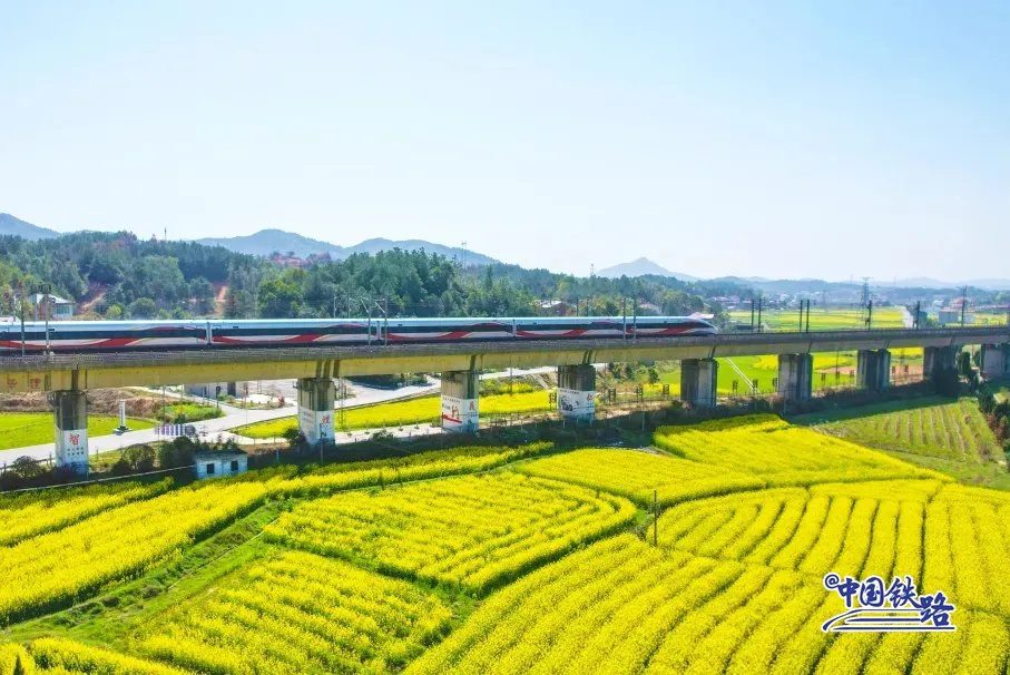 Train passengers left in awe of breathtaking golden rapeseed flower fields-4