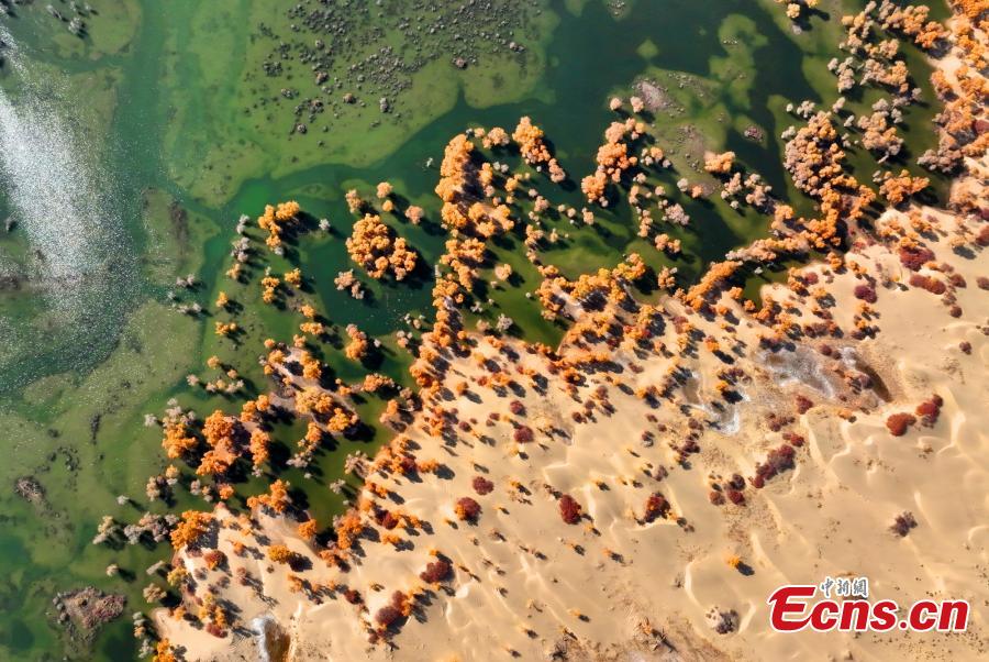 Golden oasis of desert poplar forests along Tarim River in Xinjiang-1