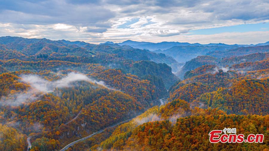 Fall colors paint Shengnongjia National Park-5