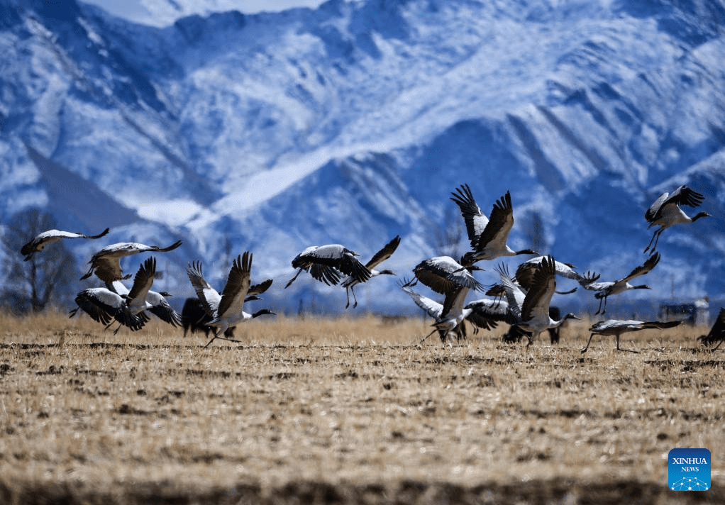 Snow scenery of Lhasa, SW China-1