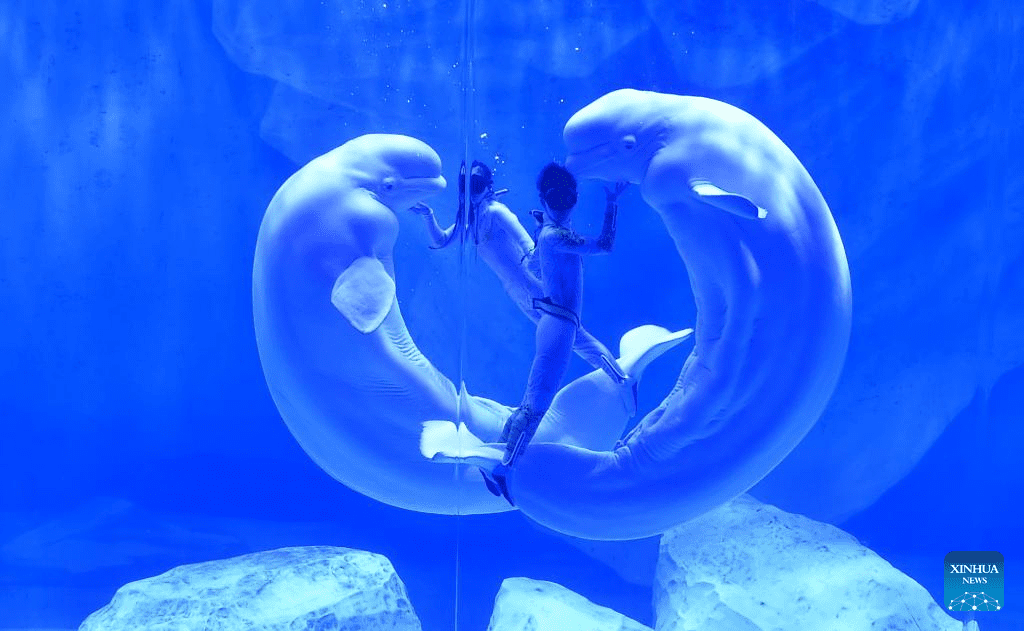 Staff members and beluga whales perform at Zhengzhou Haichang Ocean Resort-7