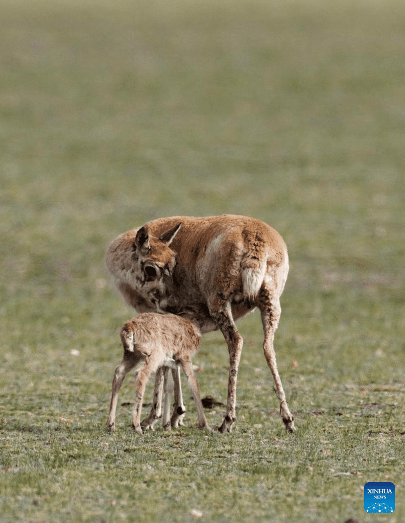 Tibetan antelopes embark on birth-giving season in SW China-11