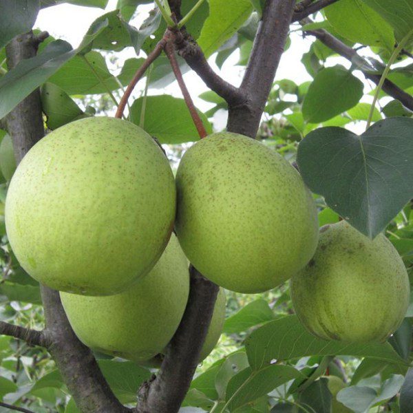 Caojia Pear-1