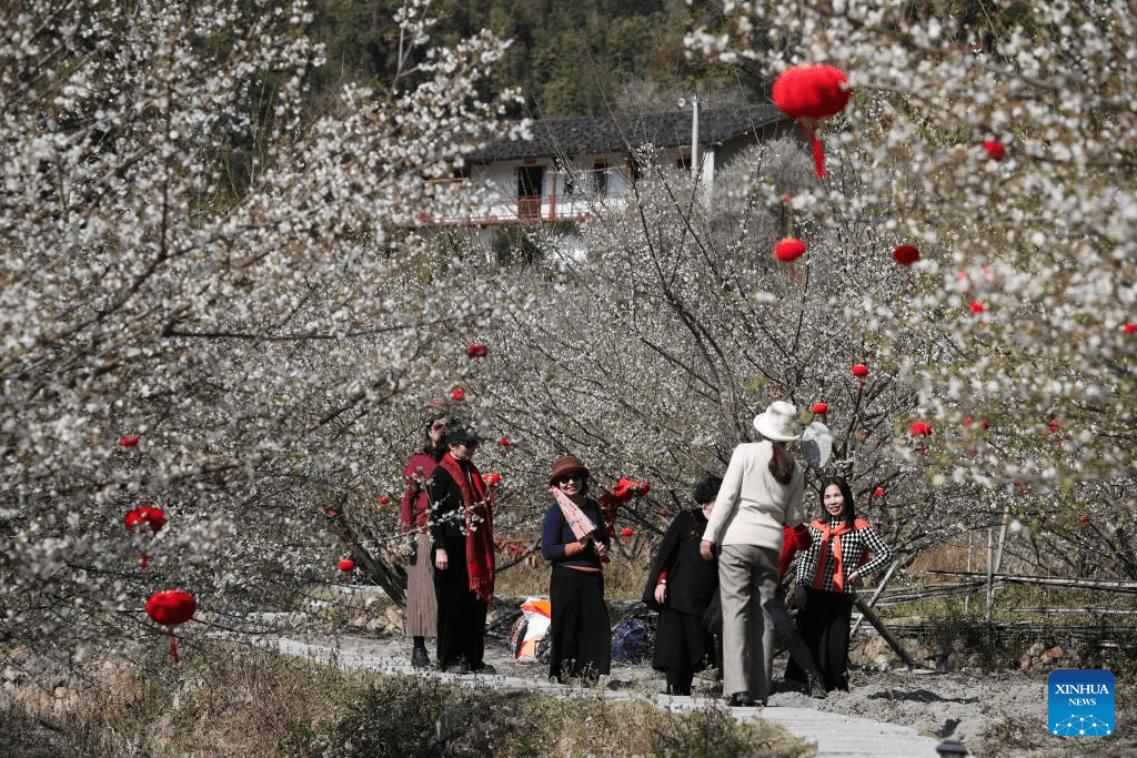 Green plum trees enter blossom season in Yongtai County, SE China's Fujian-5