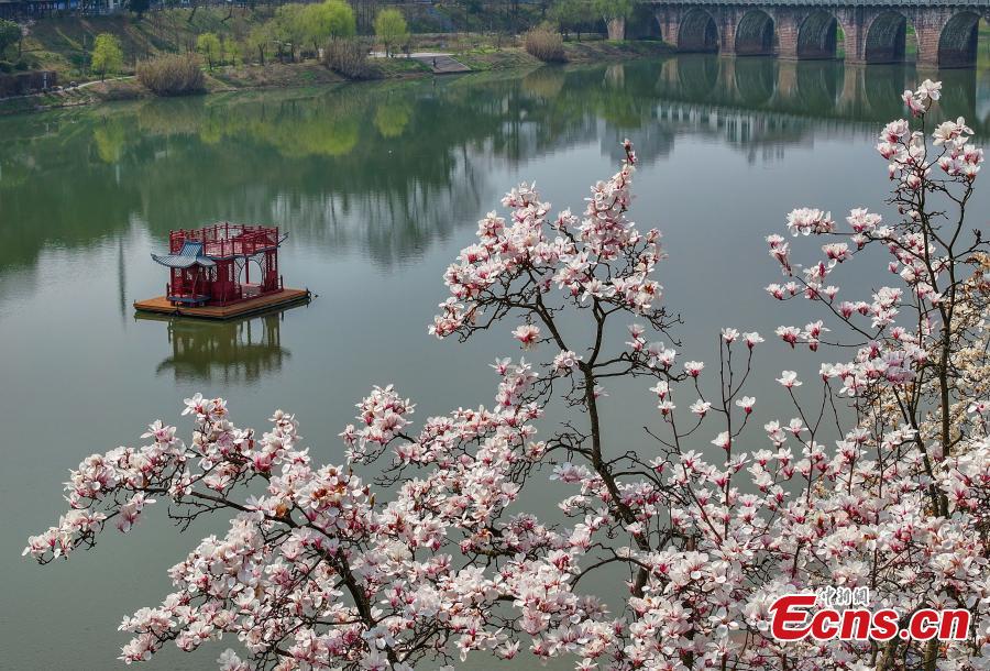 Magnolia flowers add beauty to Xin'an River-4