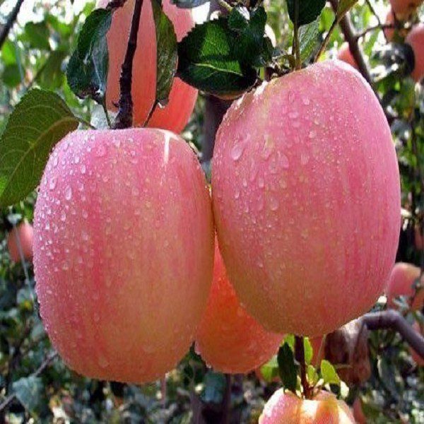 Lingbao Apples-1