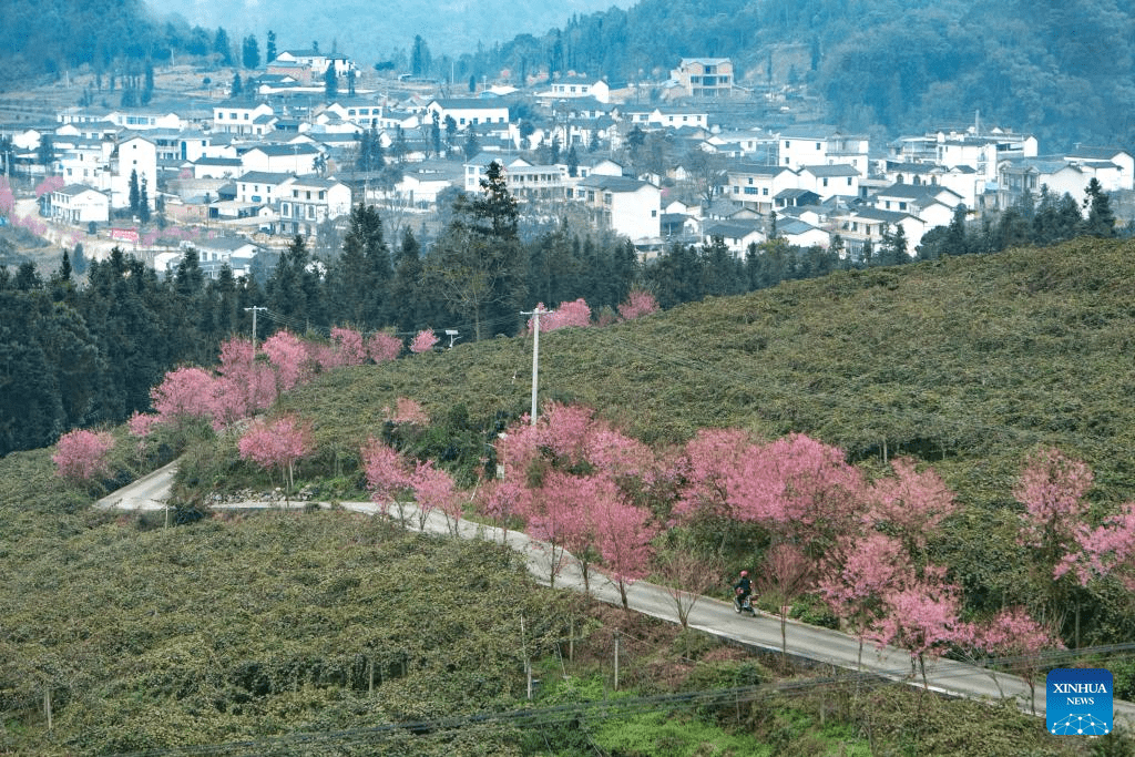 In pics: winter cherry blossoms in Kunming, SW China's Yunnan-6