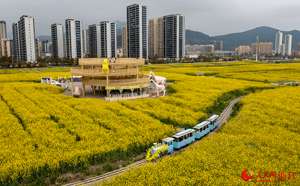 Spectacular sea of blooming rapeseed flowers attracts tourists to Yueqing, E China's Zhejiang-1