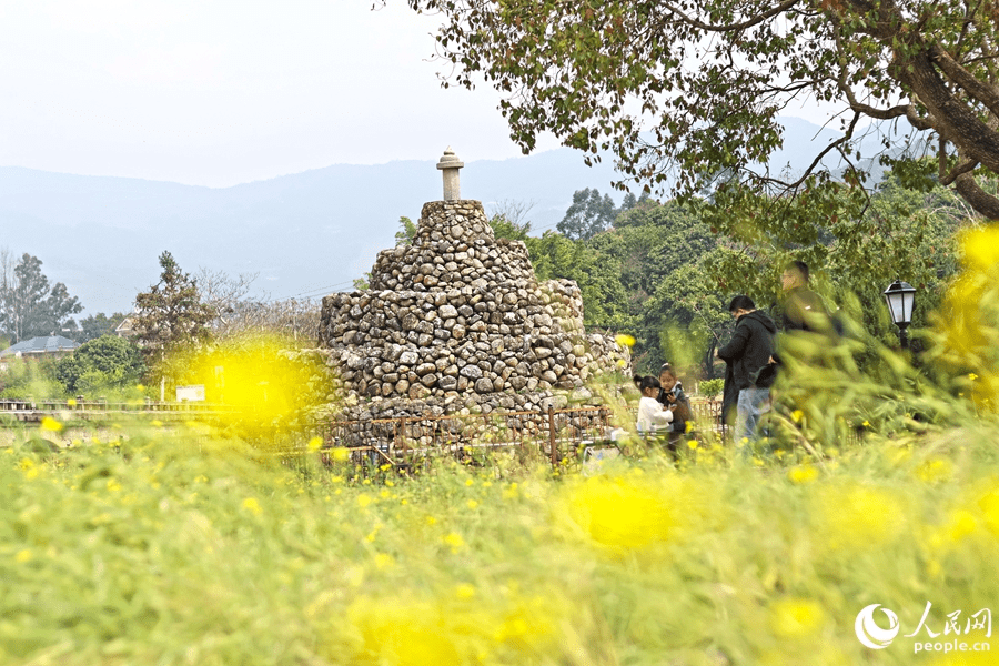 In pics: rapeseed flowers in full bloom in village in SE China's Fujian-8