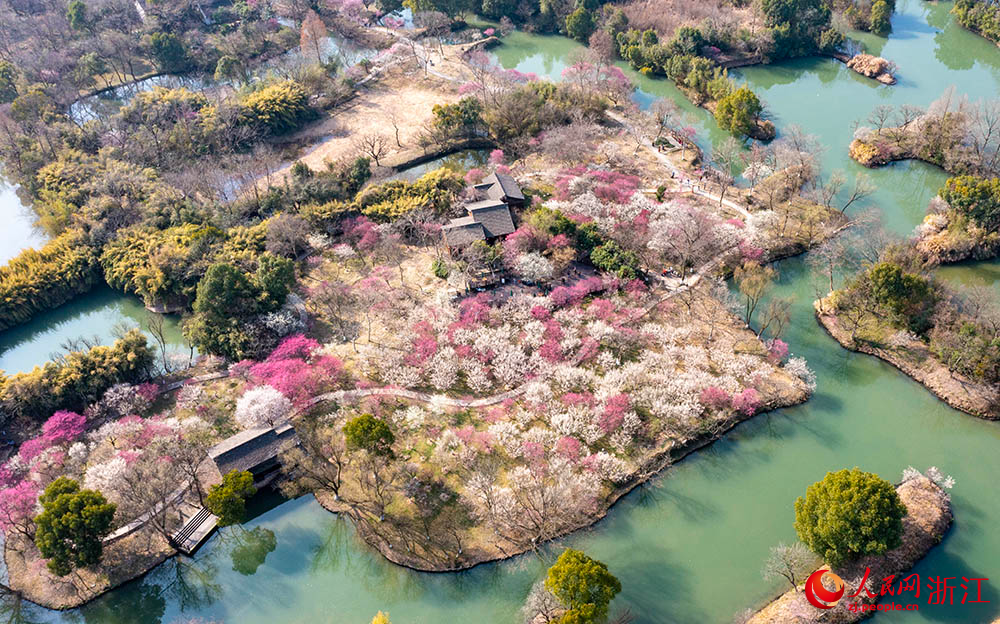 Plum blossoms herald spring's arrival in E China's Hangzhou-3