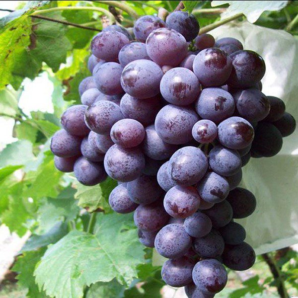 Dazeshan Grapes-1