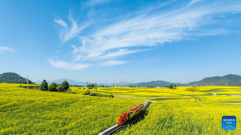 Cole flower fields draw visitors in SW China's Yunnan-9