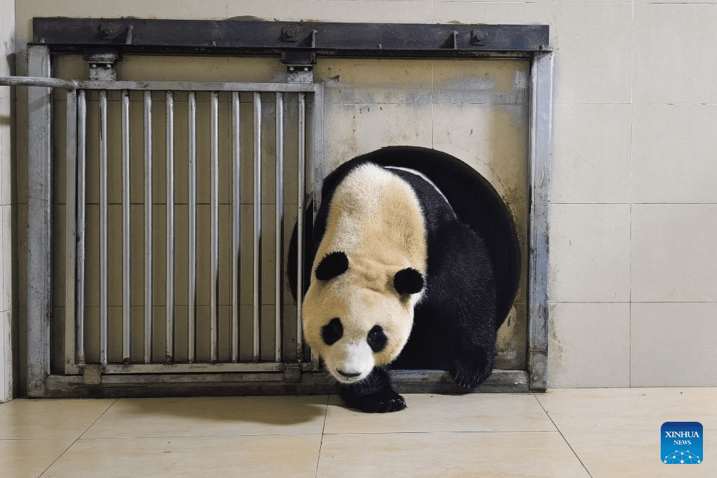 Giant panda Fu Bao transported to base in Wolong National Nature Reserve for quarantine-4