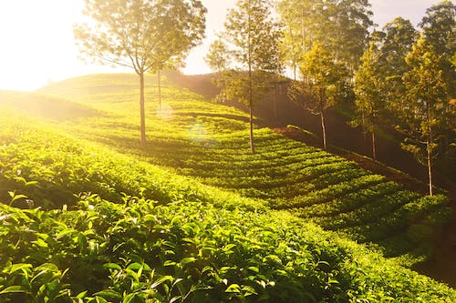 Mengding Mountain Yellow Bud: What Type of Tea Is It? Getting to Know a Fine Tea Near Us—Mengding Yellow Bud-1