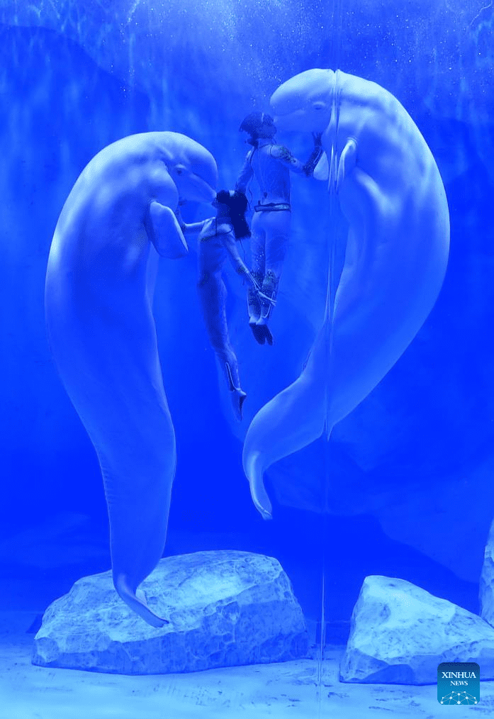 Staff members and beluga whales perform at Zhengzhou Haichang Ocean Resort-6