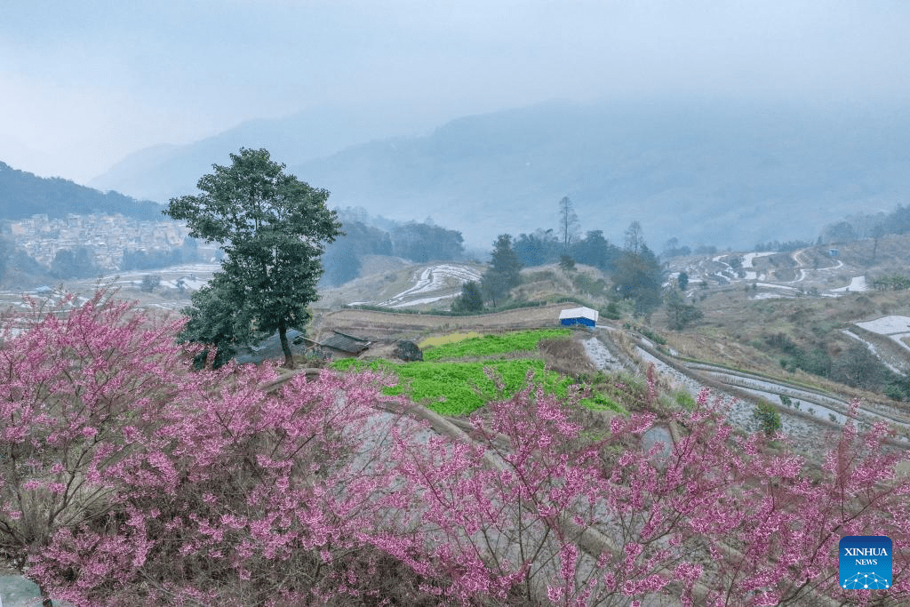 In pics: winter cherry blossoms in Kunming, SW China's Yunnan-3